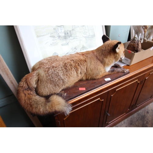 352 - Taxidermy of Fox