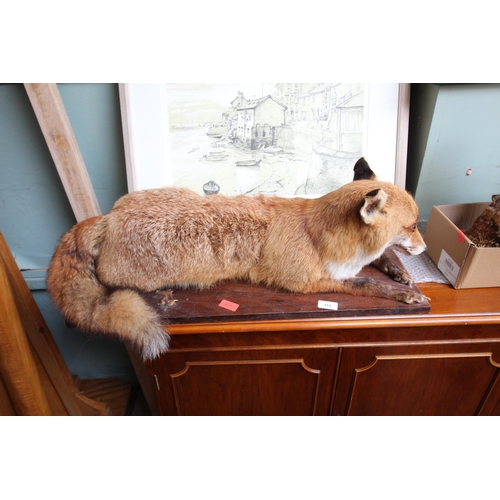 352 - Taxidermy of Fox