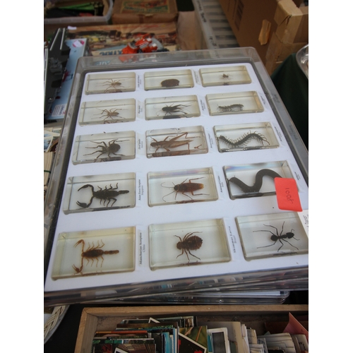 5 plastic boxes containing individual mounted insects all separately ...