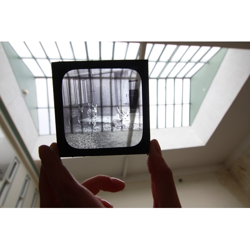 246 - 2 large boxes of Magic Lantern slides, 1 entitled Animals and Birds the other Scriptures