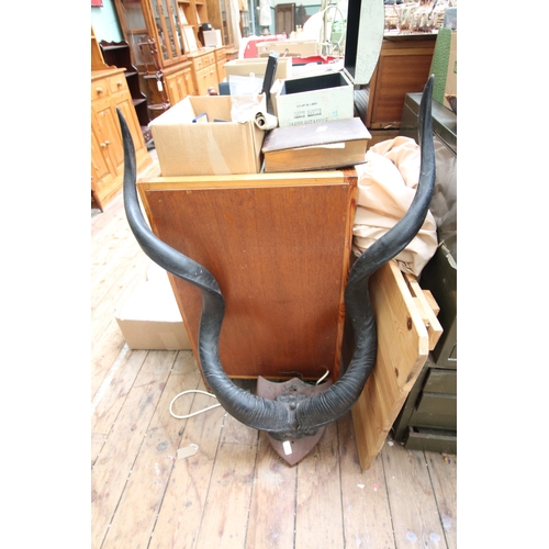 284 - Large heavy mounted antlers, South African Kudo
