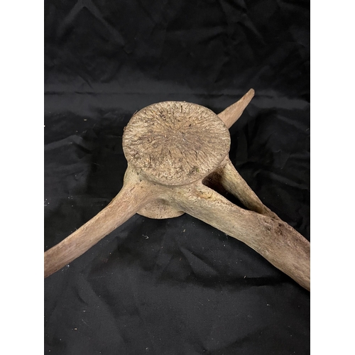 25 - Antique Bone (31cm Wide)