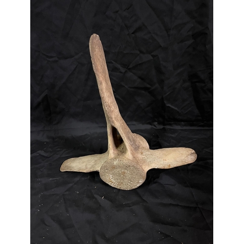 25 - Antique Bone (31cm Wide)