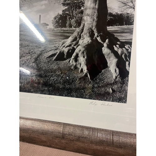 53 - Framed Photograph, Phoenix Park, Signed (88  cm W x 98 cm H)