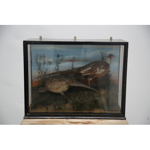 75 - Cased Pheasants in Black Painted Case (82 cm W x 63 cm H x 30 cm D)