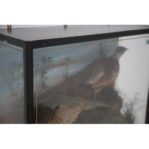 75 - Cased Pheasants in Black Painted Case (82 cm W x 63 cm H x 30 cm D)