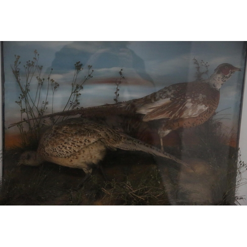 75 - Cased Pheasants in Black Painted Case (82 cm W x 63 cm H x 30 cm D)