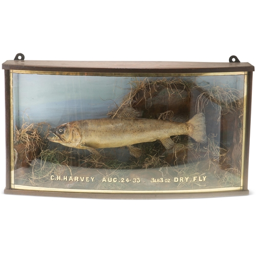 405 - TAXIDERMY: SEA TROUT (Salmo trutta), full mount in bow-front glazed wall hanging display case, set a... 