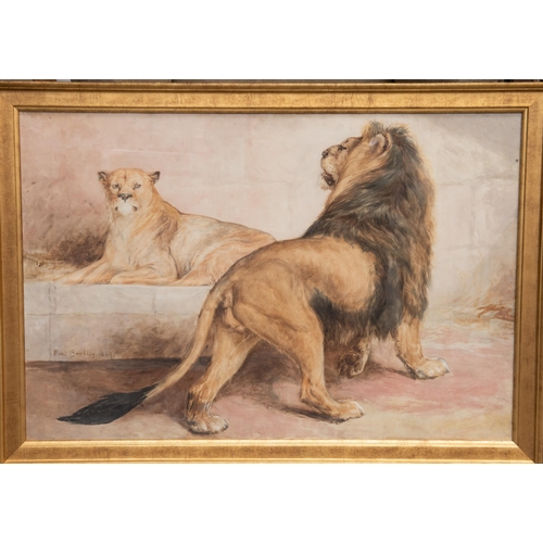 2071 - BASIL BRADLEY RWS (1842-1904) LION AND LIONESS Signed and dated 1869
Watercolour
 (60cm x 89cm)... 