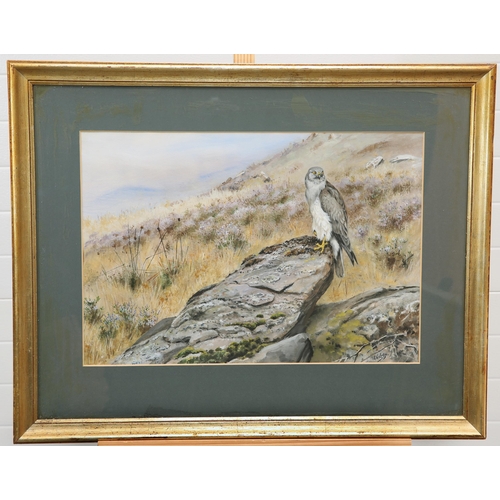 2074 - Y GEORGE EDWARD LODGE (1860-1954) HEN HARRIER Signed lower right
Watercolour
 (39cm x 57cm)Born in L... 