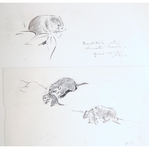 2198 - Y EILEEN ALICE SOPER (1905-1990) TWENTY-FIVE ORIGINAL DRAWINGS OF ANIMALS Pencil and charcoal (25 or... 