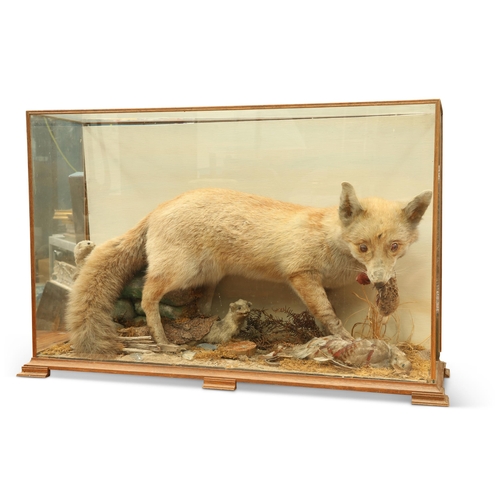 200 - TAXIDERMY: A CASED DIORAMA OF BRITISH WILDLIFE, comprising a Red Fox (Vulpes vulpes), eating a Grey ... 