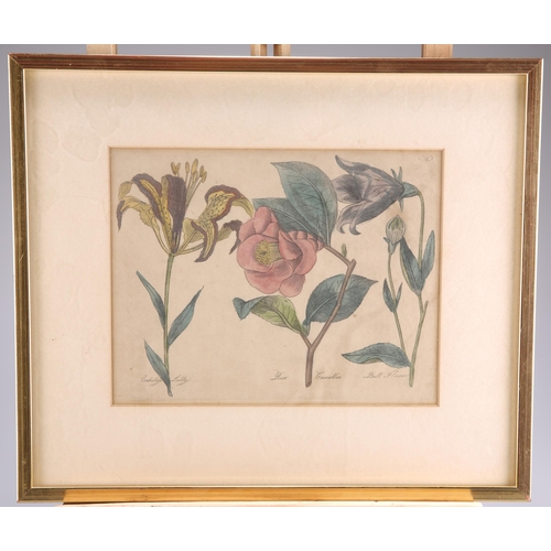 2060 - 19TH CENTURY SCHOOL SET OF SIX HAND COLOURED BOTANICAL ETCHINGS Etchings(18cm x 23cm each)Qty: (6)... 