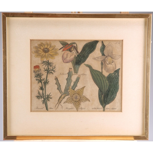 2060 - 19TH CENTURY SCHOOL SET OF SIX HAND COLOURED BOTANICAL ETCHINGS Etchings(18cm x 23cm each)Qty: (6)... 