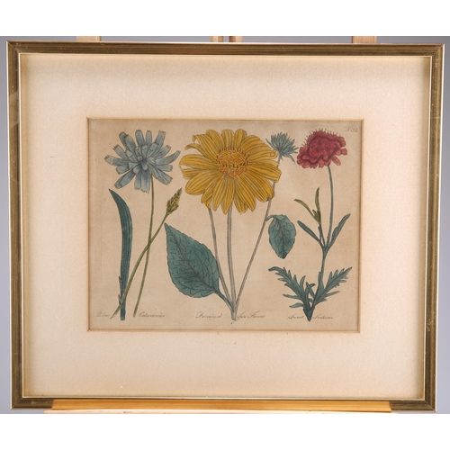 2060 - 19TH CENTURY SCHOOL SET OF SIX HAND COLOURED BOTANICAL ETCHINGS Etchings(18cm x 23cm each)Qty: (6)... 