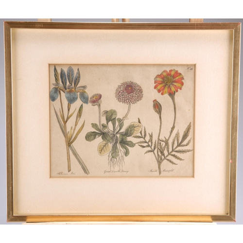 2060 - 19TH CENTURY SCHOOL SET OF SIX HAND COLOURED BOTANICAL ETCHINGS Etchings(18cm x 23cm each)Qty: (6)... 