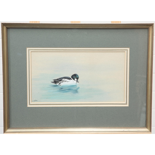 2118 - ‡ GEORGE EDWARD LODGE (1860-1954) GOLDEN EYE DUCK ON WATER Signed lower left
watercolour
 (18cm x 33... 