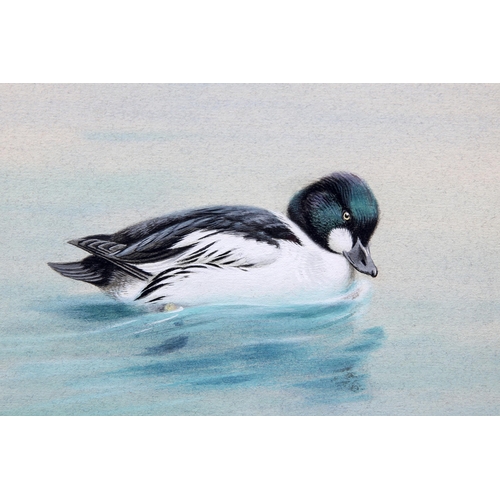 2118 - ‡ GEORGE EDWARD LODGE (1860-1954) GOLDEN EYE DUCK ON WATER Signed lower left
watercolour
 (18cm x 33... 