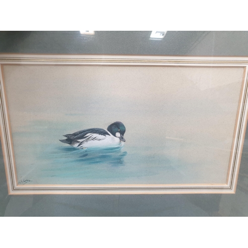 2118 - ‡ GEORGE EDWARD LODGE (1860-1954) GOLDEN EYE DUCK ON WATER Signed lower left
watercolour
 (18cm x 33... 