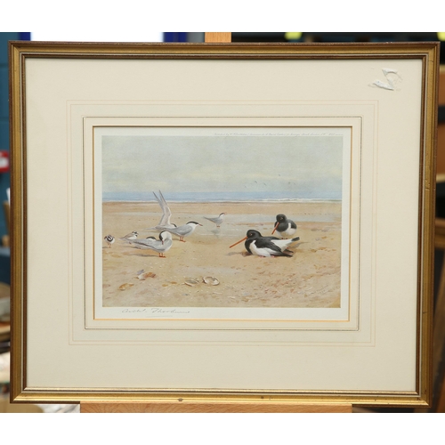 559 - AFTER ARCHIBALD THORBURN (1860-1935) DUCKS AND OTHER BIRDS, A PAIR Signed prints(20.5cm x 27cm)Qty: ... 