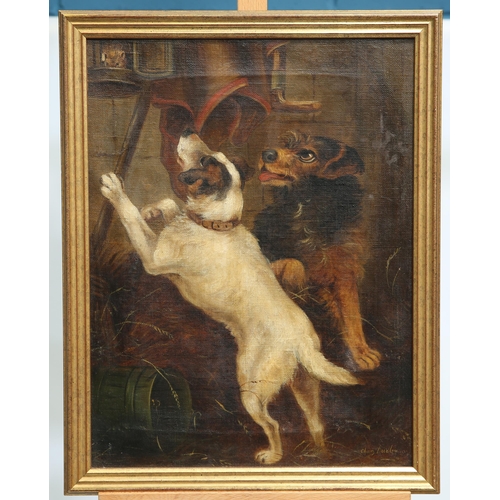 582 - CHARLES DUDLEY (1826-1909) A PAIR OF PICTURES OF TERRIERS CATCHING RATS Signed
Oil on canvas(39.5cm ... 