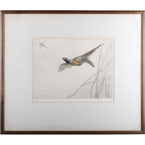 641 - GEORGE VERNON STOKES (1873-1954) PHEASANTS IN FLIGHT Signed and numbered 37/75?
Etching in colour
 (... 