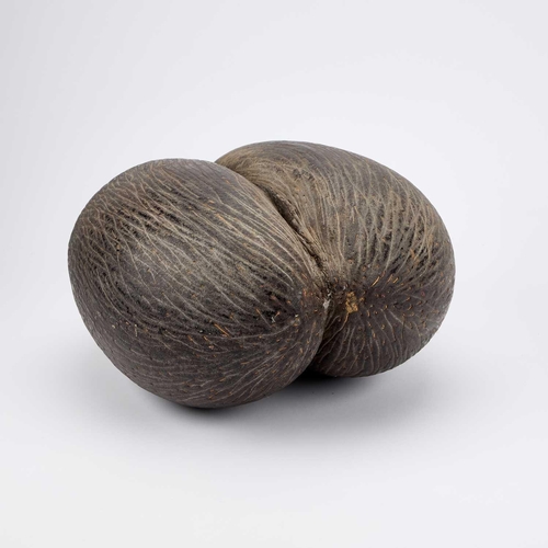 936 - A LARGE COCO DE MER NUT a complete nut in its natural state. Approx. 37cm by 33cm