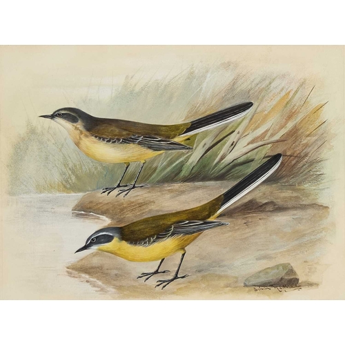 1154 - â¡ LILIAN MEDLAND (1880-1955) A PAIR OF BIRD STUDIES, YELLOW WAGTAILS AND YELLOW HAMMERS Signed
Wat... 