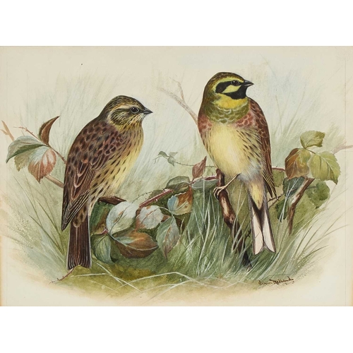 1154 - â¡ LILIAN MEDLAND (1880-1955) A PAIR OF BIRD STUDIES, YELLOW WAGTAILS AND YELLOW HAMMERS Signed
Wat... 