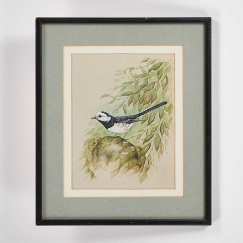 1192 - â¡ ANDREW ALEXANDER (CONTEMPORARY) WAGTAIL Signed with initials
Watercolour
 (21cm x 16cm)... 