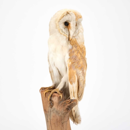 1227 - TAXIDERMY: A BARN OWL (TYTO ALBA) a full mounted adult with the head turned to the left, perched ato... 