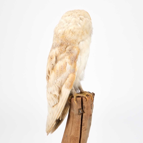 1227 - TAXIDERMY: A BARN OWL (TYTO ALBA) a full mounted adult with the head turned to the left, perched ato... 