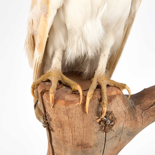 1227 - TAXIDERMY: A BARN OWL (TYTO ALBA) a full mounted adult with the head turned to the left, perched ato... 