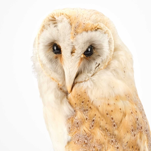 1227 - TAXIDERMY: A BARN OWL (TYTO ALBA) a full mounted adult with the head turned to the left, perched ato... 