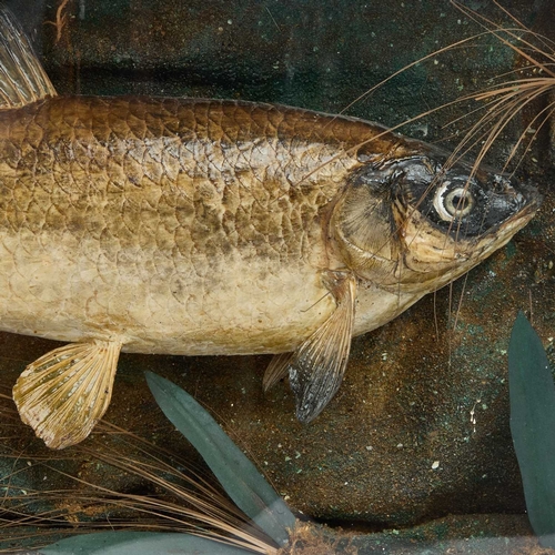 1228 - TAXIDERMY: A CHUB (SQUALIUS CEPHALUS), CIRCA 1905 in a bow-front case. 63.5cm long