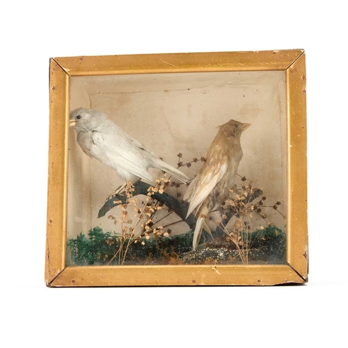 1229 - TAXIDERMY: TWO BIRDS in a naturalistic setting, cased. 21.5cm by 24cm