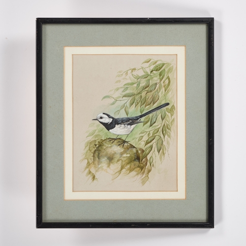 378 - â¡ ANDREW ALEXANDER (CONTEMPORARY) WAGTAIL Signed with initials
Watercolour
 (21cm x 16cm)... 