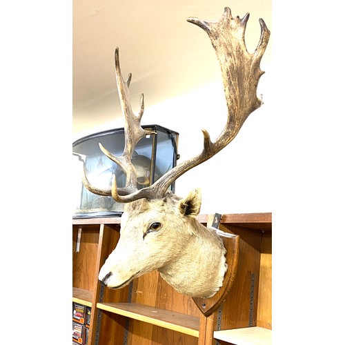 62 - Mounted stags head 32