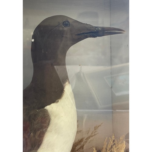 63 - Antique Taxidermy cased stuffed Guillemot