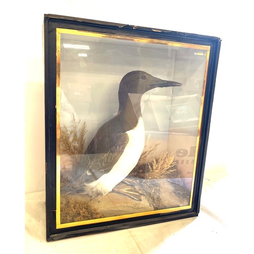 63 - Antique Taxidermy cased stuffed Guillemot