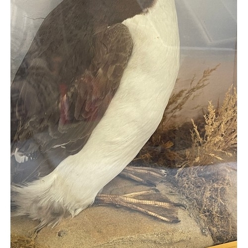 63 - Antique Taxidermy cased stuffed Guillemot