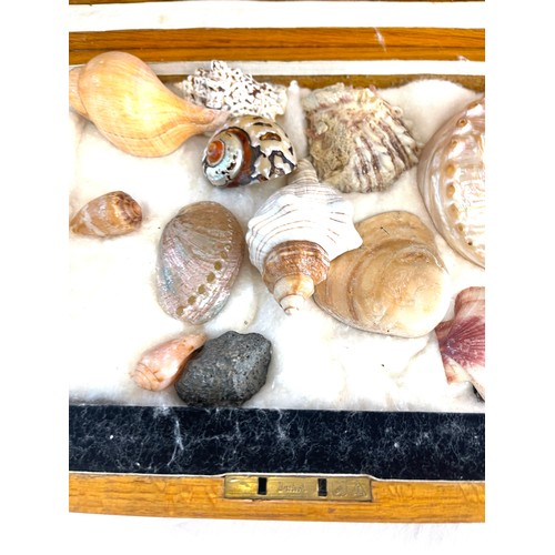 63 - Selection of sea shells with wooden case