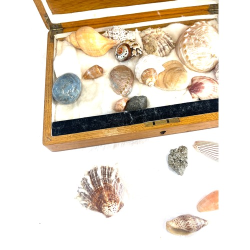 63 - Selection of sea shells with wooden case