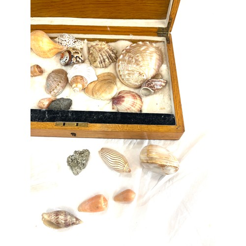 63 - Selection of sea shells with wooden case