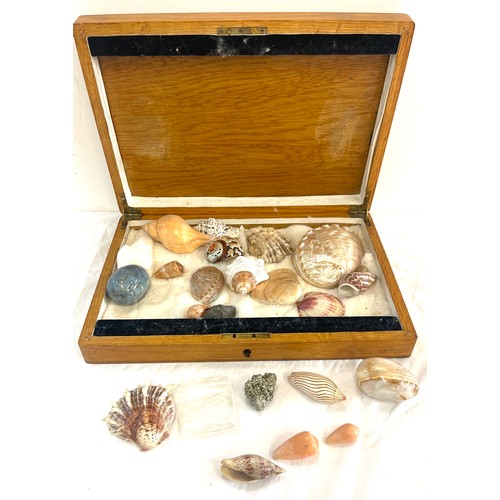 63 - Selection of sea shells with wooden case