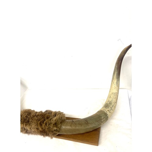 81 - Animal horms on plaque, some damage to horn, approxiamte  measurements width 90cm