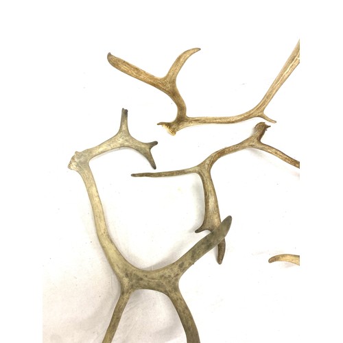 58 - Selection of antlers