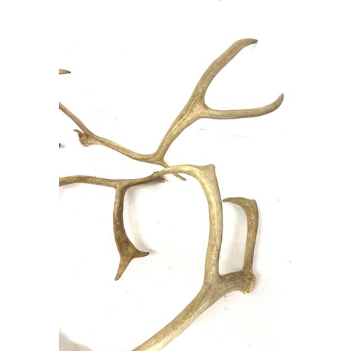 58 - Selection of antlers