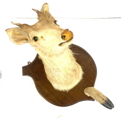 445 - Roe buck head and hoof on a shield wall mount, overall height when face to face with the buck is 18 ... 