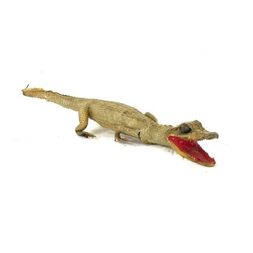 524 - Antique Taxidermy baby crocodile